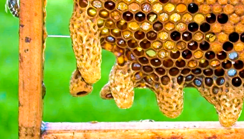 Weiselzellen-Schwarmzellen